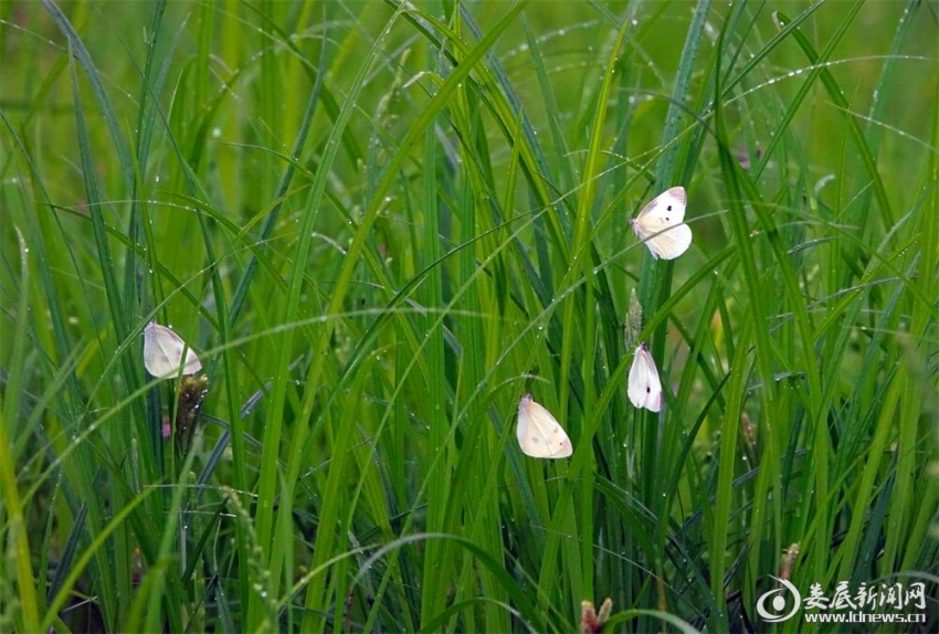 13.溶溶添细浪，点点湿芳尘。