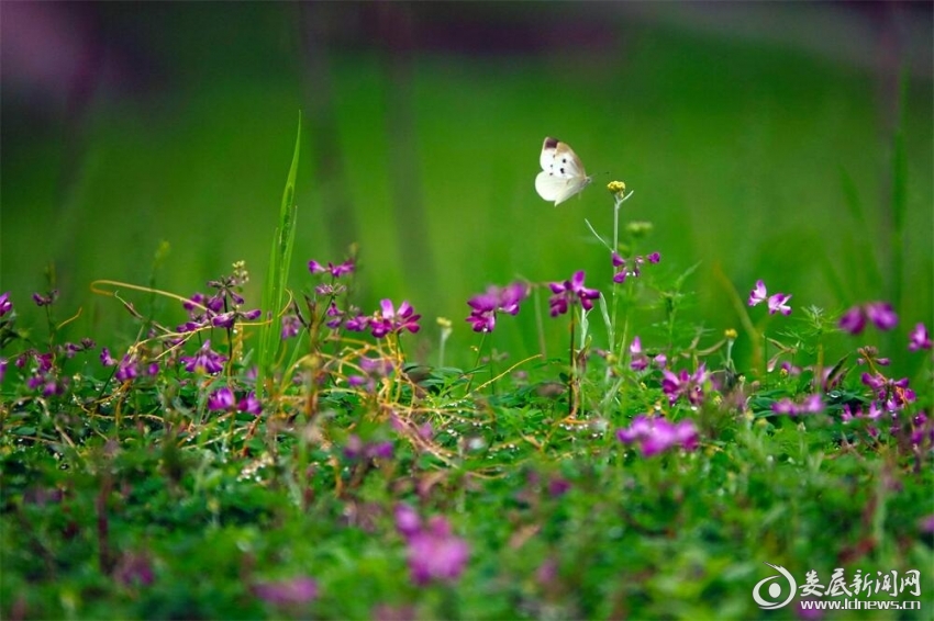 11.人间尽似逢花雨，莫爱芳菲湿绮罗。