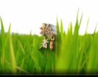 《拾光者①耕耘》｜父子两代扎根乡土 用稻穗书写乡村振兴的“金色答卷” 